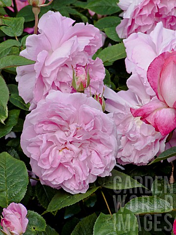 Rosa_Mary_Rose_in_bloom