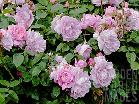 Rosa_Mary_Rose_in_bloom