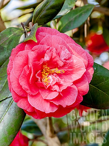 Camellia_Purple_Emperor
