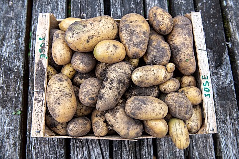 Jos_potato_harvest_summer_Moselle_France