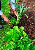Vegetable garden, perennials and vegetables: celery, sorrel, artichoke, chive