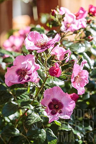 Queen_Pink_a_variety_of_the_Babylon_Eye_series_a_hybrid_of_Rosa_persica_very_drought_resistant