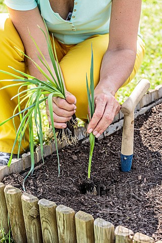 Woman_transplanting_leeks_in_a_small_square_vegetable_garden
