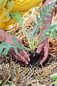 Planting an artichoke plant in spring.