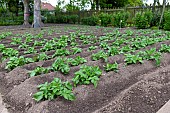 Rows of potatoes (Solanum tuberosum) in a vegetable garden in spring, Pas de Calais, France