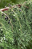 Chinese juniper (Juniperus chinensis) fruits and foliage