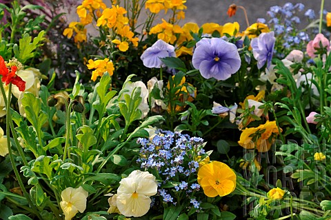 Annual_flower_bed_with_dominant_pansy_Viola_cornuta