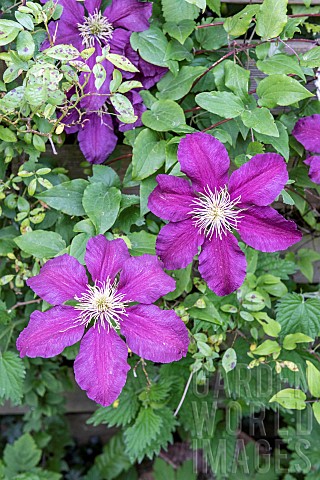 Blue_Clematis_in_flower_in_spring_PasdeCalais_HautsdeFrance_France