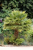 Dwarf fan palm (Chamaerops humilis) in a garden, France