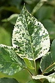 Balm-of-Gilead (Populus x jackii) Aurora, leaf, France
