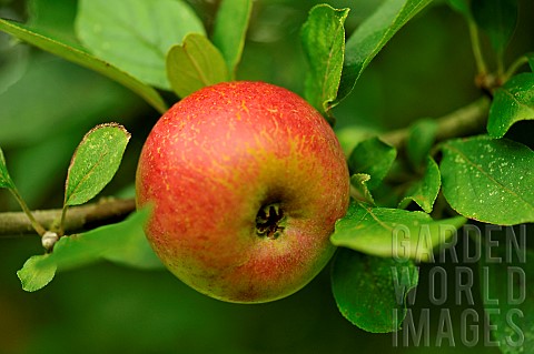 Old_variety_of_apples_in_Brittany_Conservatory_orchard_of_Illifaut_Ctes_dArmor_France