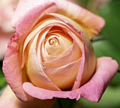 Rose Souvenir de Lucien Massad, modern hybrid