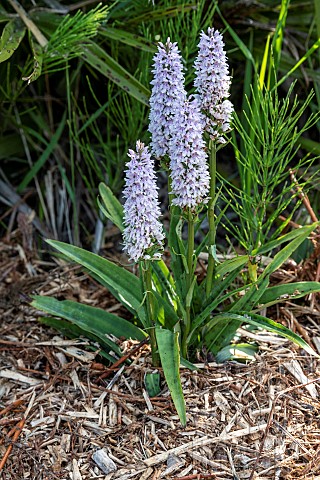 Common_spotted_Orchid_Dactylorhiza_fuchsii_flowers_in_summer_Pas_de_Calais_France