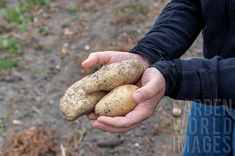 Harvesting_Spunta_potatoes_in_summer_Pas_de_Calais_France