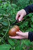 Picking a Black Crimean tomato in summer, Pas de Calais, France