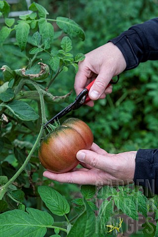 Picking_a_Black_Crimean_tomato_in_summer_Pas_de_Calais_France