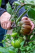 Picking a Black Crimean tomato in summer, Pas de Calais, France