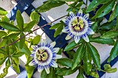 Bluecrown passionflower (Passiflora caerulea) in bloom in a garden in summer, Pas de Calais, France