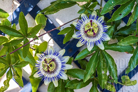 Bluecrown_passionflower_Passiflora_caerulea_in_bloom_in_a_garden_in_summer_Pas_de_Calais_France