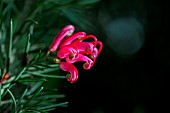 Rosemary Grevillea (Grevillea rosmarinifolia) flower, Cotes dArmor, France
