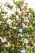 Portrait of Sasanqua Camellia (Camellia sasanqua) Chantal in bloom