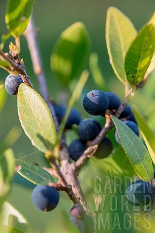 Mock_privet_Phillyrea_latifolia_fruits_in_autumn_Gard_France