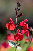 Red Baby Sage (Salvia microphylla), autumn flowering, Gard, France