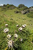 Stemless carline thistle, (Carlina acaulis), Hautes-Pyrenees, France