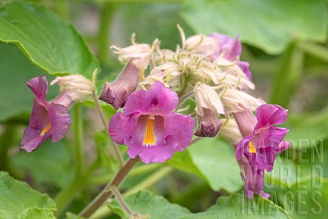 Purpleflowered_Devilsclaw_Proboscidea_louisianica