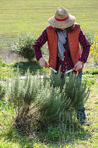 Woman_pruning_a_rosemary_in_winter