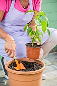 Woman planting a chili plant in a pot