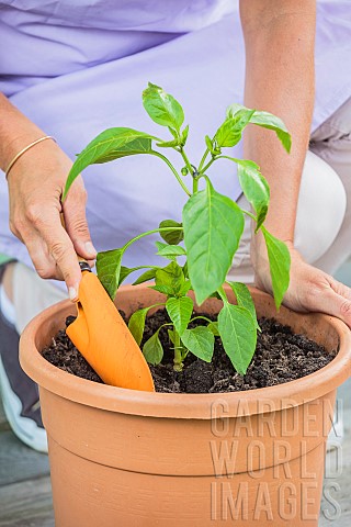 Woman_planting_a_chili_plant_in_a_pot