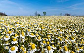 Chamomile (Matricaria chamomilla), Hortobagy National Park. Camomile is typical for the hungarian lowland steppe or Puszta during spring. europe, Eastern Europe, Hungary, April