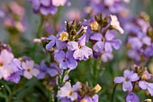 Wallflower (Erysimum sp.) Poem Lavender