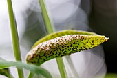Periwinkle rust (Puccinia vincae) affecting Greater periwinkle (Vinca major) leaf, Gard, France