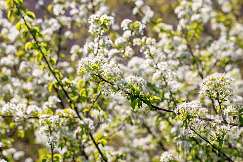 Saint_Lucie_Cherry_Prunus_mahaleb_flowering_Gard_France