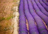 Picturesque lavender field and oat field. Plateau Valensole. Provence. France