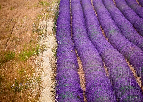 Picturesque_lavender_field_and_oat_field_Plateau_Valensole_Provence_France