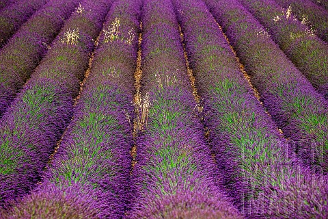 Picturesque_fragment_of_a_lavender_field_with_oats_France_Provence_Plateau_Valensole