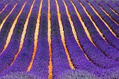 Picturesque lavender field. Plateau Valensole. Provence. France.
