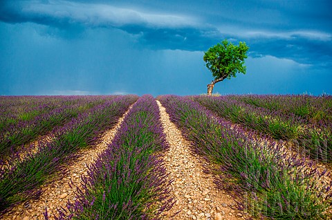 Lonely_tree_in_the_middle_of_a_lavender_field_with_a_beautiful_stormy_dramatic_sky_Plateau_Valensole