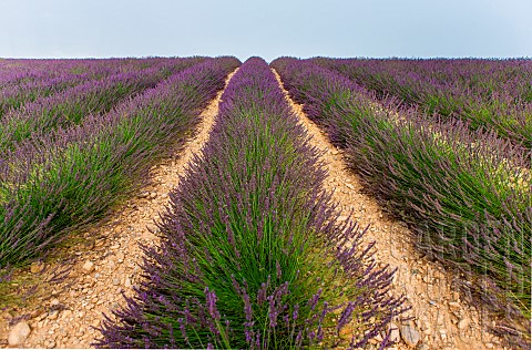Picturesque_lavender_field_Plateau_Valensole_Provence_France
