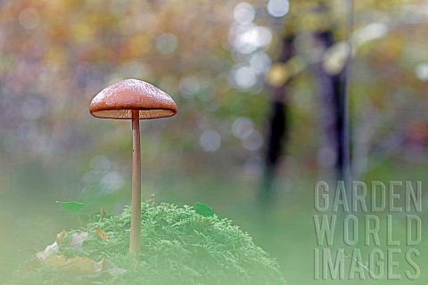 Deep_root_mushroom_Hymenopellis_radicata_Mushroom_growing_on_dead_wood_here_a_mosscovered_stump_Land