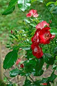 Rose Patrick Poivre dArvor flowers