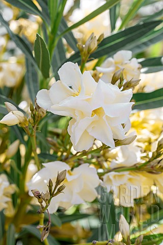 Oleander_Nerium_oleander_yellow_Vaucluse_France