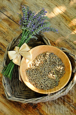 Lavender_Lavandula_sp_flower_bouquet_and_dried_flowers_medicinal_plant_benefits
