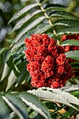 Fruit of Staghorn sumac (Rhus typhina) in early summer, Vaucluse, France