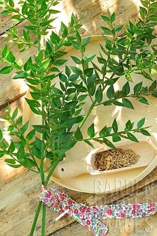 Butchers_broom_Ruscus_aculeatus__undergrowth_plant_Phytotherapy_the_dried_and_crushed_rhizome_is_use
