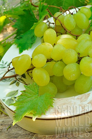 Organic_white_grapes_Vitis_vinifera_on_a_plate_summer_fruits