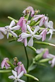 Common soapwort (Saponaria officinalis) flowers, Gers, France